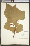 Platanus occidentalis