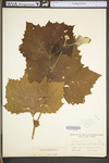 Platanus occidentalis