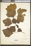 Platanus occidentalis