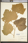 Platanus occidentalis