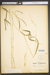 Elymus hystrix var. hystrix