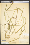 Elymus repens