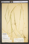 Elymus repens