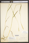 Elymus repens