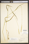 Elymus repens