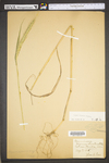 Elymus riparius