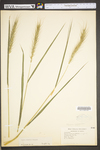 Elymus riparius