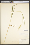 Elymus villosus