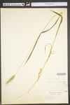 Elymus villosus