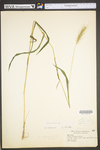 Elymus villosus