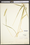 Elymus villosus