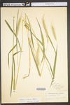 Elymus villosus