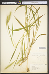 Elymus villosus