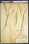 Elymus villosus