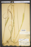 Elymus virginicus var. virginicus