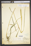 Elymus virginicus var. virginicus