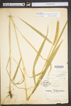 Elymus virginicus var. virginicus