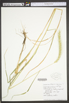 Elymus virginicus var. virginicus