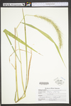 Elymus virginicus var. virginicus