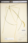 Elymus virginicus var. virginicus