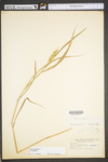 Elymus virginicus var. virginicus