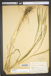 Elymus virginicus var. virginicus