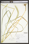 Elymus virginicus var. virginicus