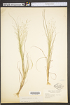 Eragrostis capillaris