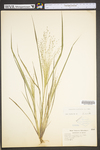 Eragrostis capillaris