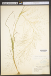 Eragrostis capillaris