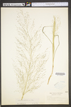 Eragrostis capillaris