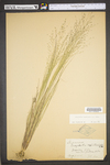 Eragrostis capillaris