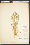 Eragrostis cilianensis