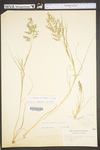 Eragrostis cilianensis