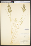 Eragrostis cilianensis