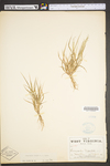 Eragrostis frankii