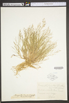 Eragrostis frankii