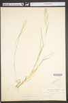 Eragrostis frankii