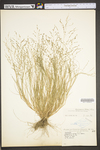 Eragrostis pectinacea var. pectinacea