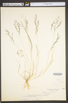 Eragrostis pectinacea var. pectinacea