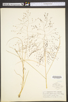 Eragrostis pectinacea var. pectinacea