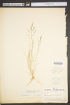 Eragrostis pectinacea var. pectinacea