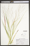 Eragrostis spectabilis