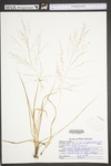 Eragrostis spectabilis