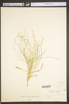 Eragrostis spectabilis