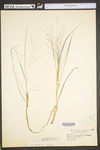 Eragrostis spectabilis