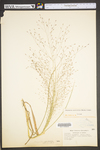 Eragrostis spectabilis