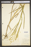 Glyceria canadensis