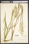 Glyceria canadensis