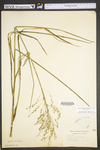 Glyceria canadensis